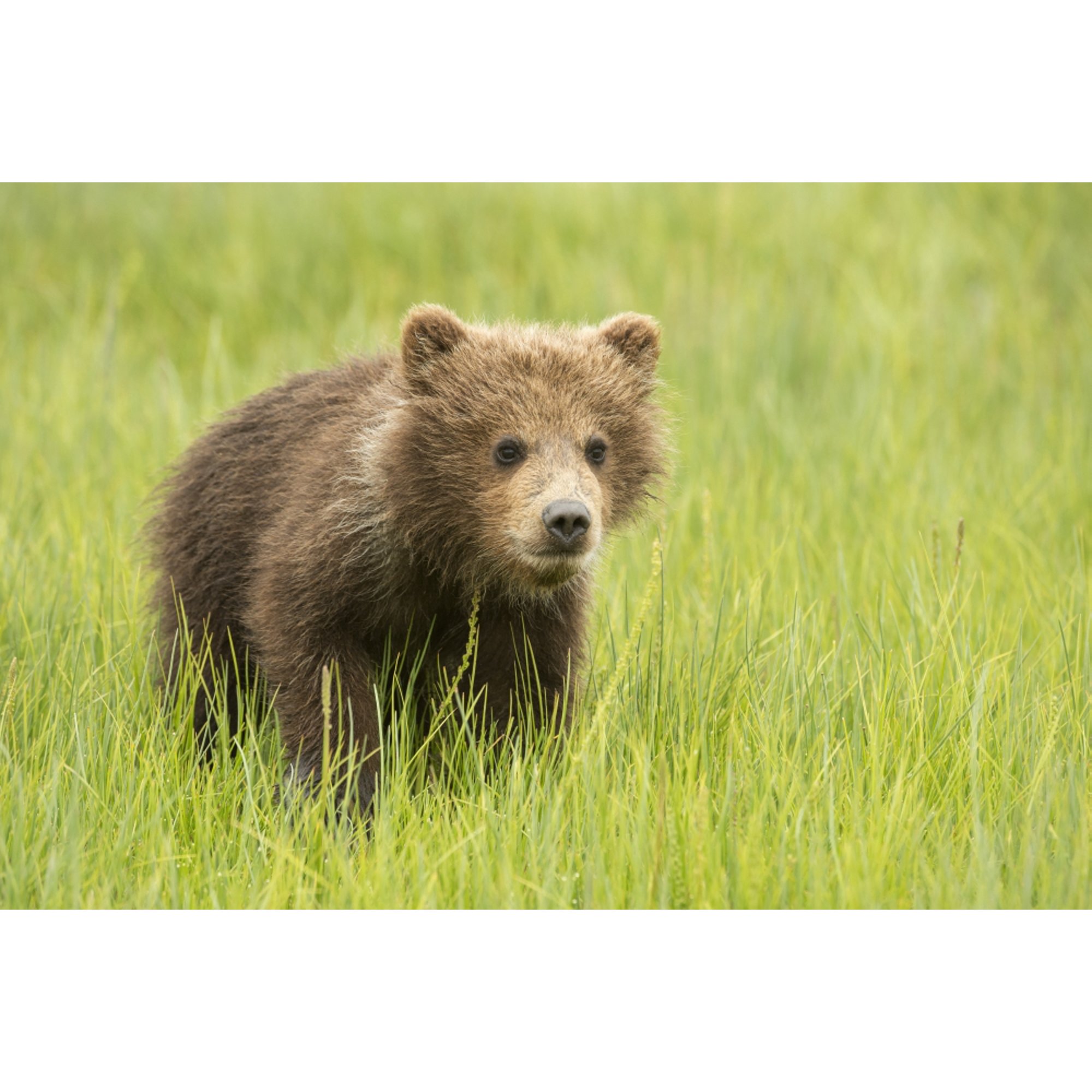 Grizzly bear (Ursus arctos horribilis) cub in grass Lake Clark National Park Alaska United States Canvas Art - Daisy Gilardini Design Pics (19 x 12)