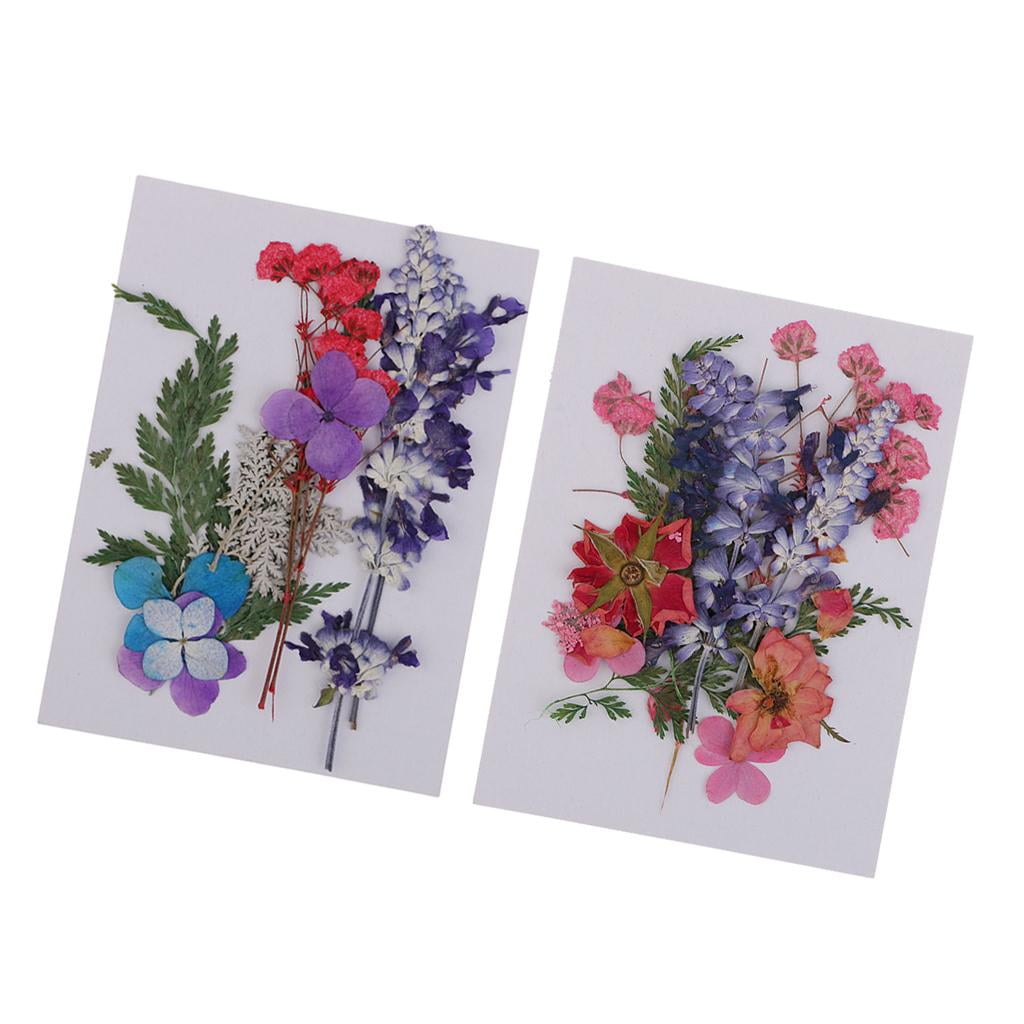 Multi Pressed Real Flower Dried Flowers for Scrapbooking Card Making Phone Decor 