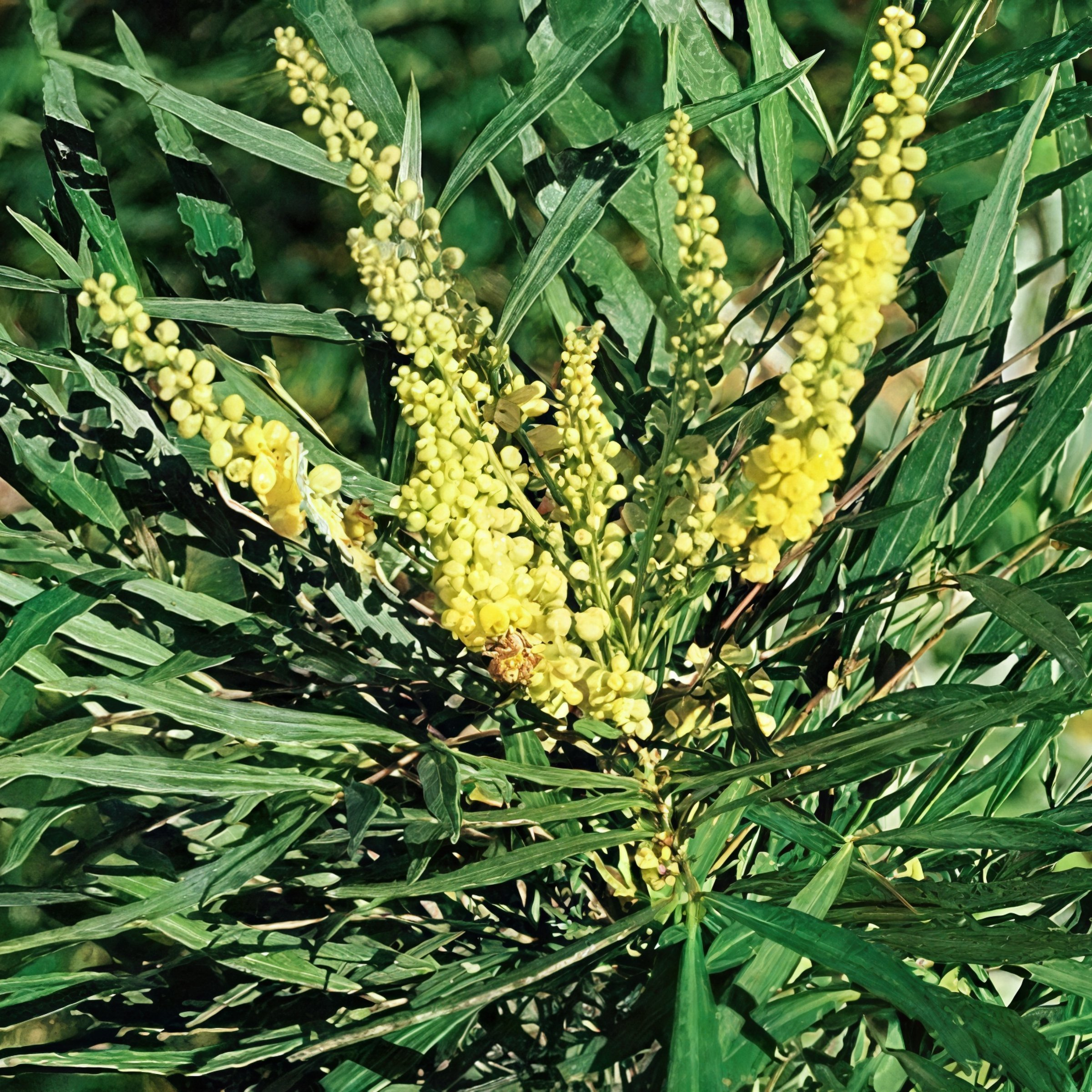 3 gal. Mahonia Soft Caress