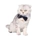 thumbnail image 2 of Corbata de pajarita de algodón para mascotas para perros gatos L, 2 of 5