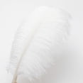 thumbnail image 2 of Plumas grandes de avestruz blancas Ballinger, 35 — 40 cm, 12 unidades, 2 of 8