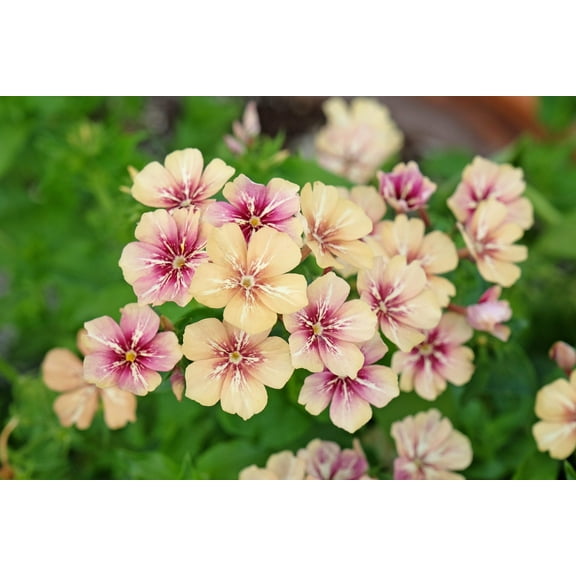 50 CHERRY CARAMEL PHLOX Drummondii Bicolor Pink Flower Seeds