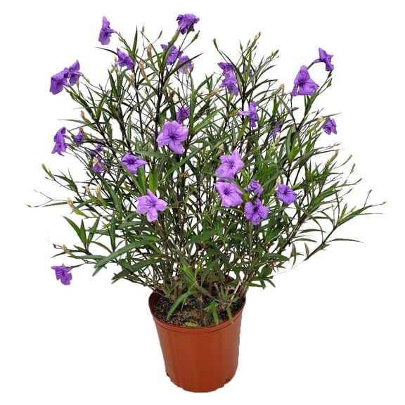 Tropical Plants of Florida 26" to 34" Purple Ruellia Plant; Flowering Bush, Full Sunlight