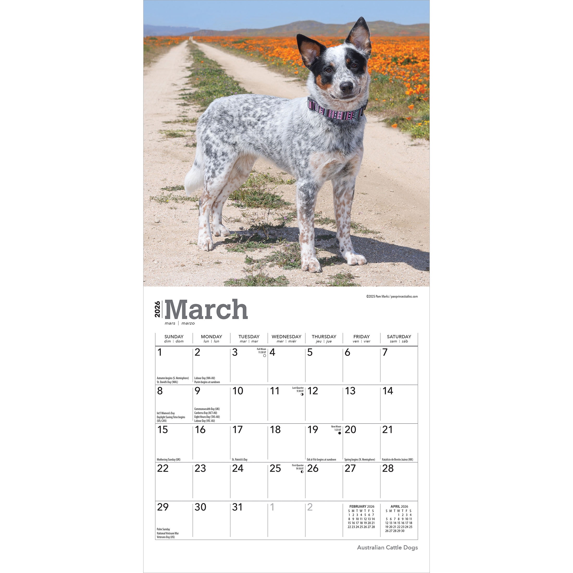 Australian Cattle Dogs | 2026 7x14" (Hanging) Mini Wall Calendar | BrownTrout