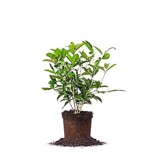 Perfect Plants Tea Olive Live Plant, 1 gallon, Includes Care Guide