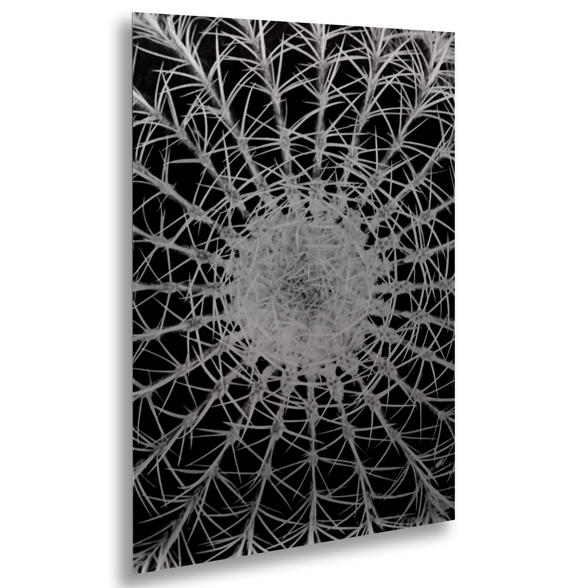 Trademark Fine Art 'Barrel Cactus' Brushed Aluminum Wall Art Art by Kurt Shaffer