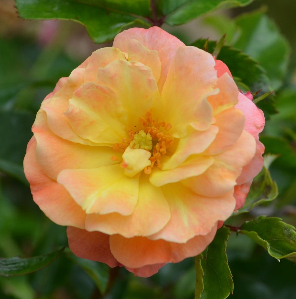 Coral Drift® Rose Disease Resistant 4" Pot
