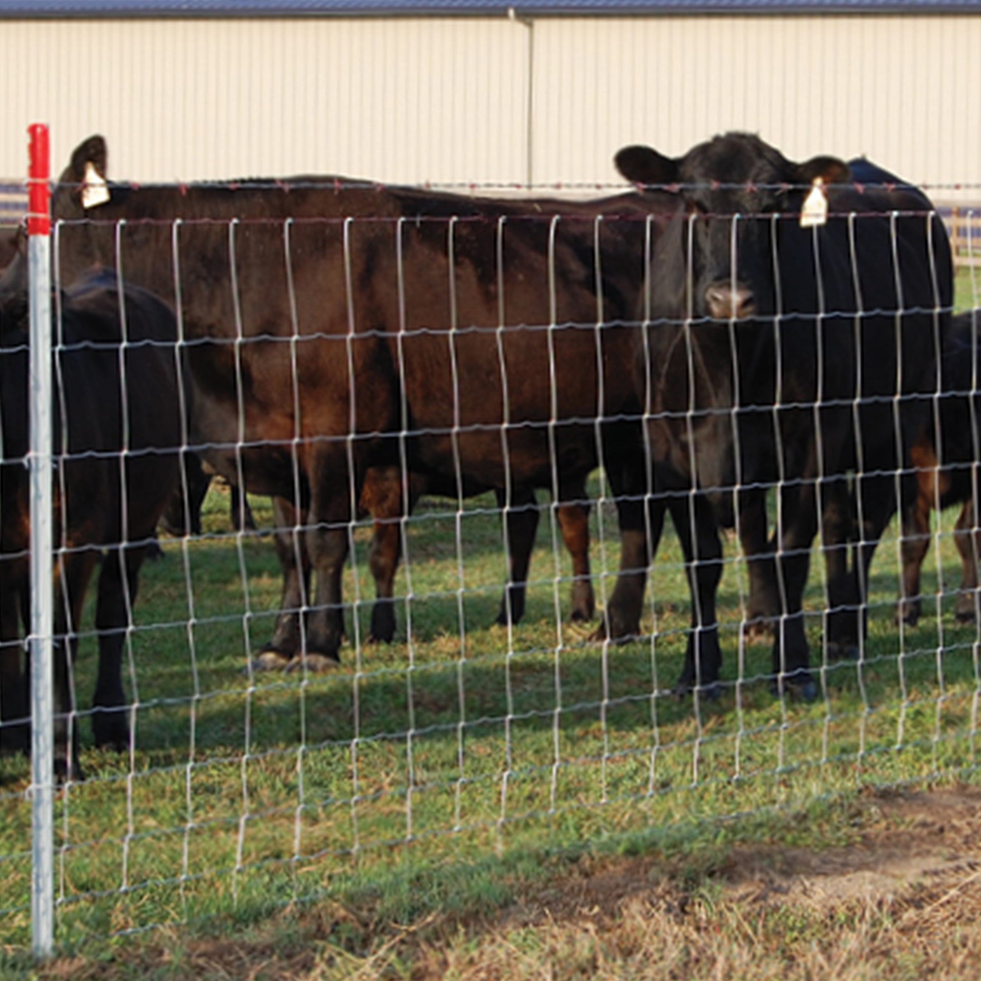 Miniyam 4ft x 328ft - 14 Gauge Heavy Galvanized Steel Field Fence Roll for Cattle, Horses, Deer, Goats, Hogs, and Livestock Pasture