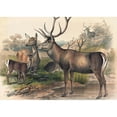 thumbnail image 3 of Joseph Wolf 18x14 Black Modern Framed Museum Art Print Titled - The Persian Deer (1861-1867), 3 of 5