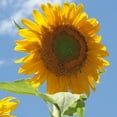 thumbnail image 4 of Back to the Roots Organic Mammoth Grey Stripe Sunflower Seeds, 1 Packet, 4 of 18