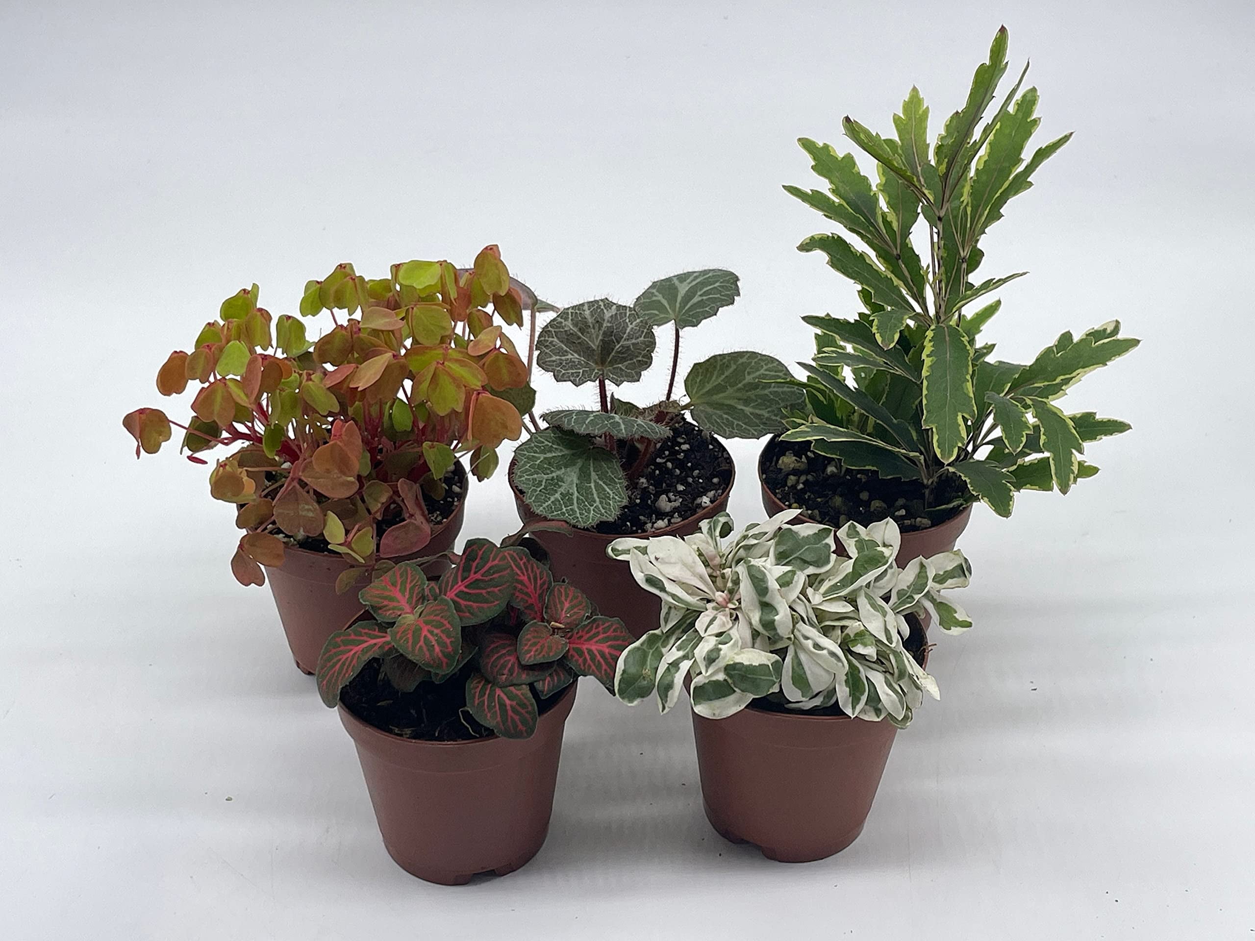 Florida House Plants Colorful Fern Set Live Plants in 2" Grower Pots (5 Count)