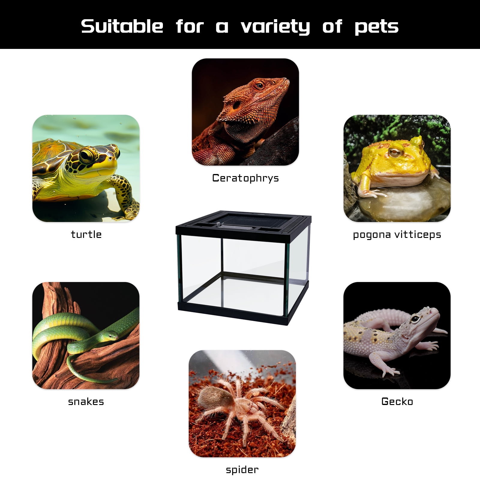 Mini Reptile Glass Terrarium Tank 8 * 8 * 6" Full View, Amphibians Box Habitat Enclosure Cage for Frog,Spiders,Dubia Cockroach,Praying Mantis,Cricket,Tarantula,Hermit Crab