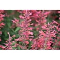 thumbnail image 2 of 30 Red AGASTACHE HEATHER QUEEN Hummingbrid Mint Hyssop Flower Herb Seeds, 2 of 10