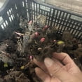thumbnail image 2 of Peony,Shade Plant for Gardens-Easy Grow-Low Maintenance-Ideal for Beds Borders, Plant Pots & Planters, 2 of 3