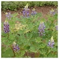 thumbnail image 4 of Everwilde Farms - 100 Arroyo Lupine Native Wildflower Seeds - Gold Vault Jumbo Bulk Seed Packet, 4 of 5