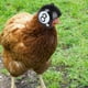 thumbnail image 2 of Wdftyju Gorra de casco de pájaro pequeño para mascotas, sombrero protector divertido con cabeza de pollo, accesorios para la cabeza Wdftyju  5ee6zv0vv4vx5qu7D04, 2 of 8