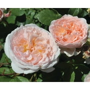 Scentables Parfuma Bliss Hybrid Tea Rose - Peach Blooms - Live Plants - 2 Piece