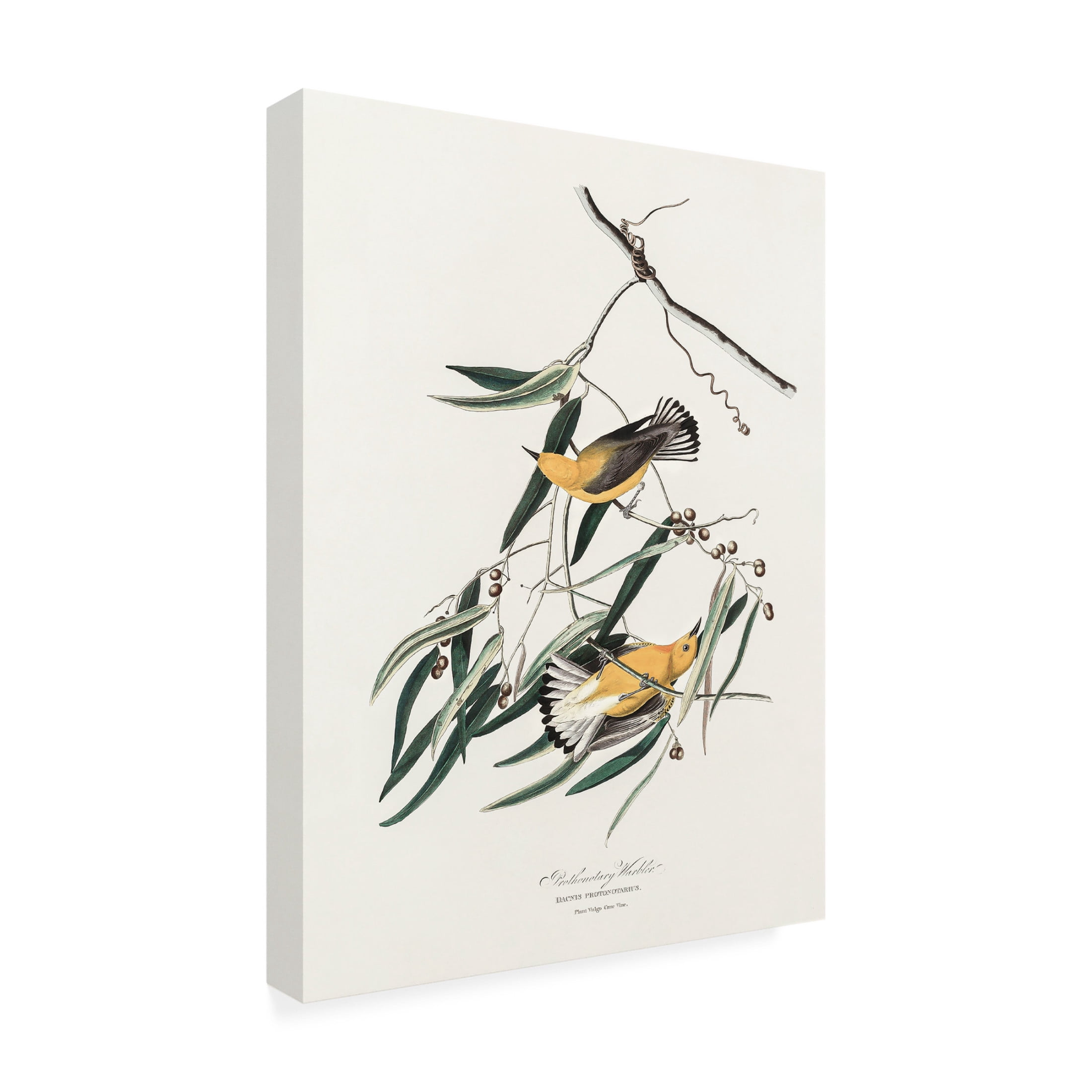 Trademark Fine Art Pictufy Prothonotary Warbler From Birds of America 1827 Canvas Wall Art