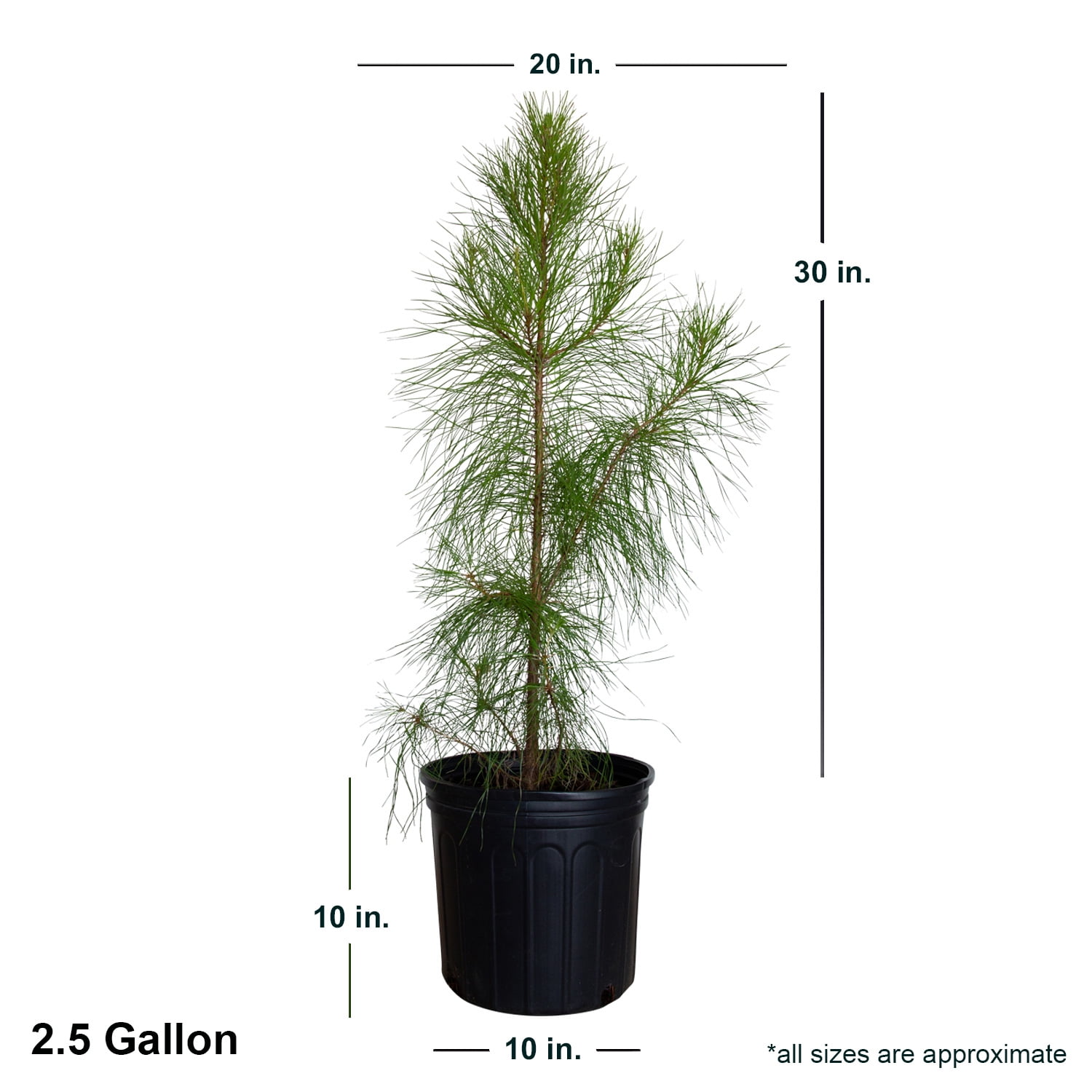 Expert Gardener Flowerwood 2.5 gal Loblolly Pine Live Trees