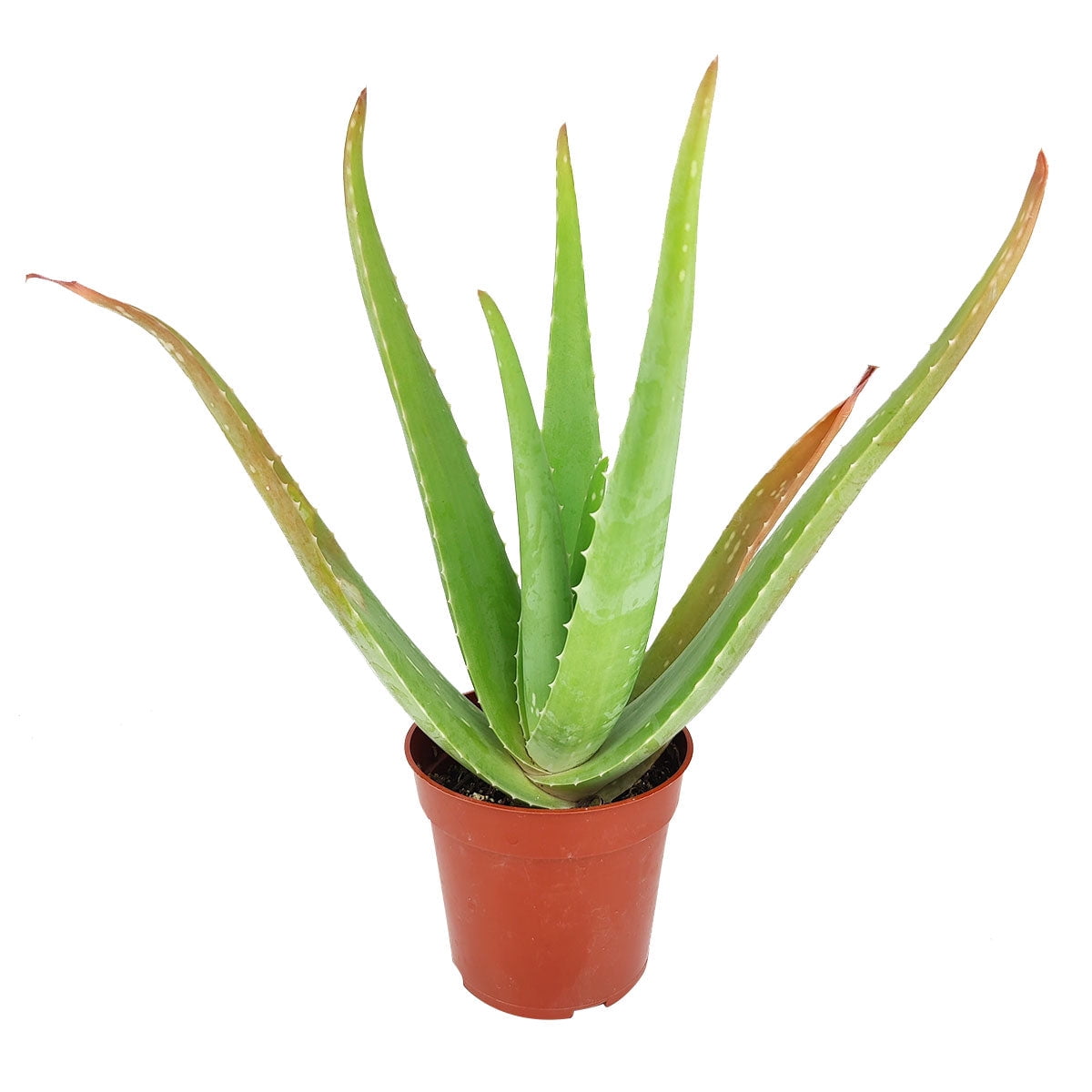 arm zelf Kenia Aloe Vera (4"+ Plastic Pot) - Indoor, Outdoor Succulent Plants For Sale -  Succulent Gift - Walmart.com