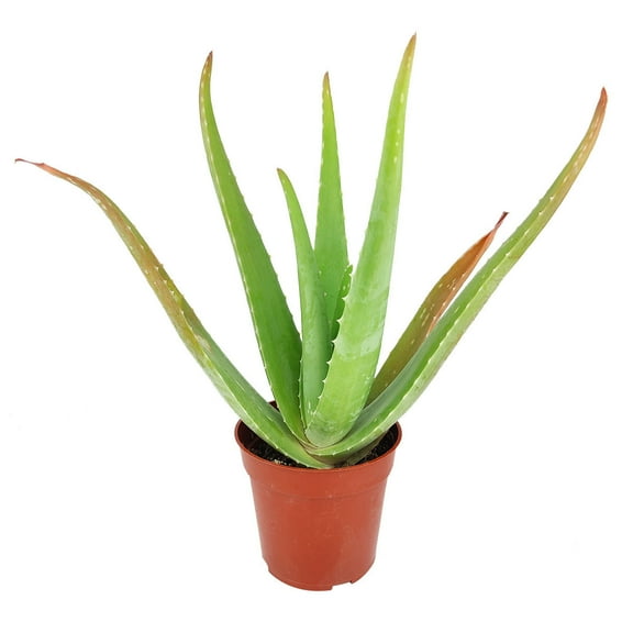 Aloe Vera (4" Plastic Pot) - Indoor, Outdoor Succulent Plants For Sale - Succulent Gift