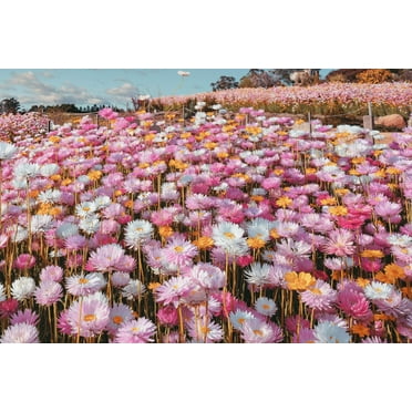 100 MIXED DOUBLE ACROCLINIUM aka Paper Daisy Helipterum Roseum Flower Seeds