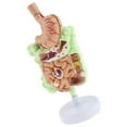 thumbnail image 3 of Xingzhi Human Gastrointestinal Pathology Model Anatomy Study, 3 of 8