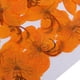 thumbnail image 5 of 12x Flores Prensadas Flores Secas Orgánicas Naturales Reales Artesanía de Decoración Floral de Bricolaje, 5 of 9