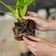 thumbnail image 3 of Turba de musgo de sphagnum orgánica de , agregada al suelo y enriquece las raíces de las plantas, enmienda del suelo para jardinería y medio de suelo para plantas carnívoras (1 qt) ,, 3 of 5