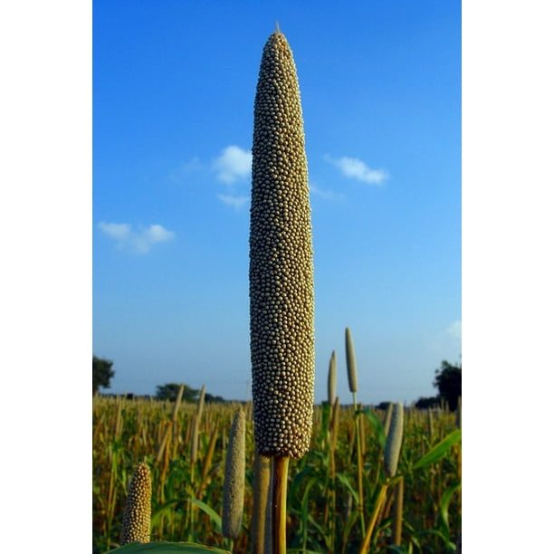 bajra pearl millet raichur cultivation lingsugur 11 inch by 17 inch laminated poster with bright colors and vivid imagery fits perfectly in many attractive frames walmart com walmart com walmart
