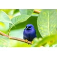 thumbnail image 2 of Jaynes Gallery 24x17 Gold Ornate Wood Framed with Double Matting Museum Art Print Titled - Caribbean-Trinidad-Asa Wright Nature Center Male purple honeycreeper on limb, 2 of 4