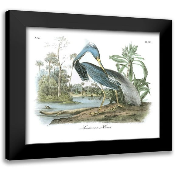 Audubon, John James 14x12 Black Modern Framed Museum Art Print Titled - Louisiana Heron