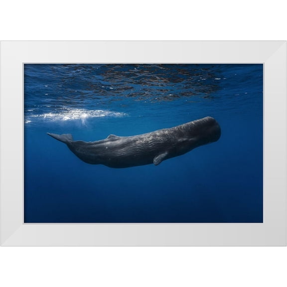 Gabriel, Barathieu 14x11 White Modern Wood Framed Museum Art Print Titled - Sperm whale