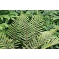 thumbnail image 2 of Hardy Japanese Tassel Lace Fern - Polystichum polybiepharum -Indoors/Out- 1 QT, 2 of 4