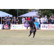 Hyperflite K-10 HyperFlex Puncture Resistant Dog Flying Disc, 8.75-inch, for Large Dogs