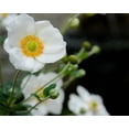 thumbnail image 2 of 250 PERSIAN WHITE POPPY Papaver Somniferum Flower Seeds, 2 of 5