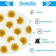thumbnail image 3 of 48 Piezas de Flor de Margarita Seca Natural, Flor Prensada para Manualidades, Blanca, 3 of 6