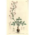 thumbnail image 2 of Long-Flowered Corydalis, Corydalis Longiflora Poster Print By ® Florilegius Mary Evans (24 X 36), 2 of 4