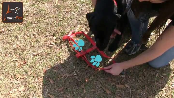 3/4in Tail Feathers 15-21 Step In Dog Harness