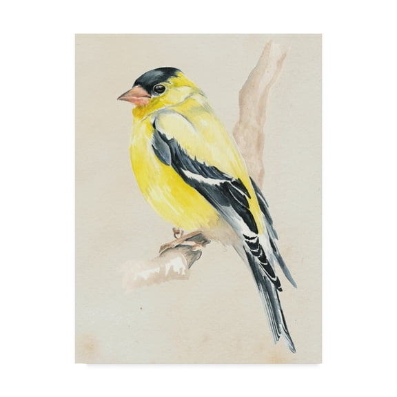 Trademark Fine Art 'Little Bird on Branch III' Canvas Art by Jennifer Paxton Parker