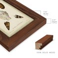 thumbnail image 2 of Bookplate Shells IV - Framed Print w/glass - Chestnut, 2 of 8