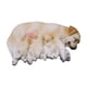 thumbnail image 1 of Figura de perro en miniatura,Figura de perro en miniatura para decoración de jardín de hadas,Figura de animal en miniatura para maceta decorativa,Accesorios para casas de muñecas con, 1 of 8