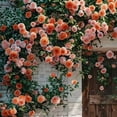 thumbnail image 1 of Climbing Rose Seeds for Planting Outdoors, Mixed Climbing Vine Rose Flower Seeds for All Seasons (F,500PC), 1 of 10