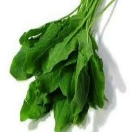 Sorrel Heirloom Garden Vegetable by Seed Kingdom Bulk 1 Lb Seeds