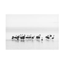 Joan Gil Raga 'Flamingos' Canvas Art