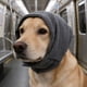 thumbnail image 1 of PTOOTP Orejeras Ajustables Para Perros Para Reducción De Ruido Tormentas Y Viajes, 1 of 6