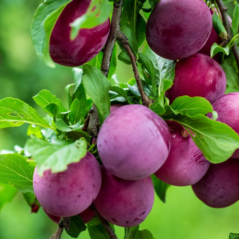 Methley Plum Trees for Sale, burgundy plum delegacion.uc3m.es