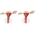 thumbnail image 1 of 2X Modelo Anatómico del Órgano Reproductivo Femenino Útero Vagina Matriz Femenina Modelo de Anatomía Herramientas de Enseñanza, 1 of 5