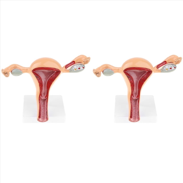 2X Modelo Anatómico del Órgano Reproductivo Femenino Útero Vagina Matriz Femenina Modelo de Anatomía Herramientas de Enseñanza
