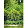 thumbnail image 3 of Needlepoint Chinese Holly - Ilex Cornuta - 3 Live Quart Size Plants - Low Maintenance Screening Evergreen Hedge, 3 of 5